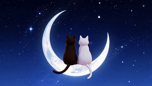 月夜双猫