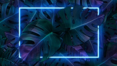 霓虹蒸汽龟背叶