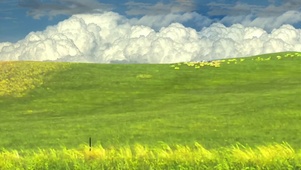 风吹草地