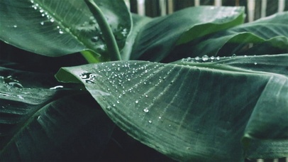 解压·雨大蕉叶