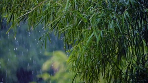 舒适护眼雨天