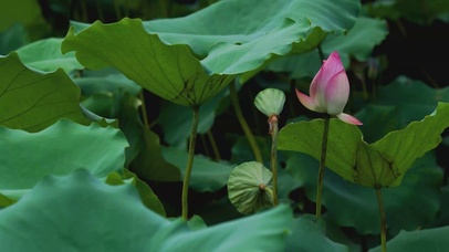 4K夏日夏天的荷花莲蓬荷叶