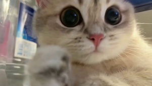 圆脸喵星人