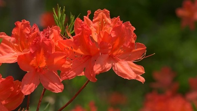 4k红色花朵-循环