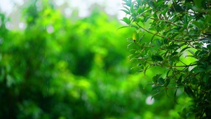 雨中的植物