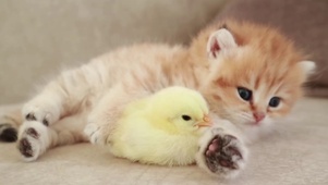 可爱小猫和小鸡