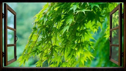护眼雨中清新绿叶