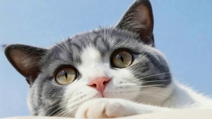 可爱猫咪