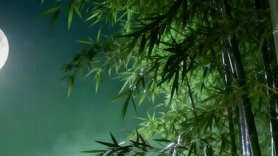 古风竹林夜景带鱼屏