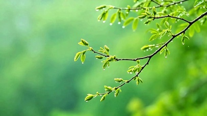 清新护眼小雨4K