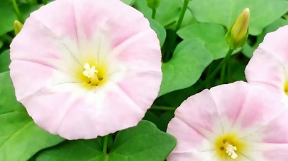 护眼花草树木带鱼屏