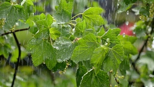 雨打树叶