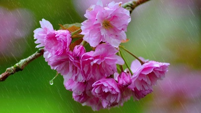 雨中樱花