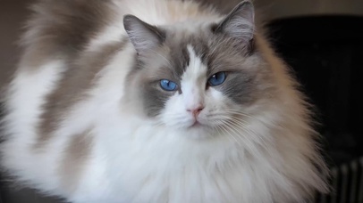 布偶猫