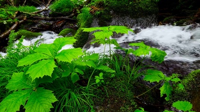 绿叶水草溪边
