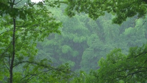 春雨护眼绿林