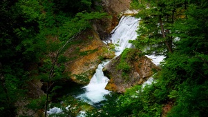 护眼绿林山涧