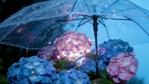 雨天绣球花