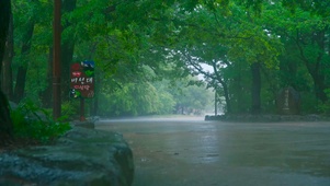 清凉树林大雨