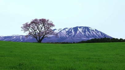 高山草地