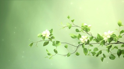 绿色治愈枝叶
