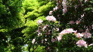 4K深圳梧桐山粉色杜鹃花花朵