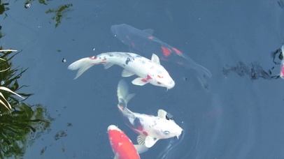 【实拍】无滤镜超自然池塘锦鲤