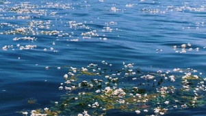 水性杨花