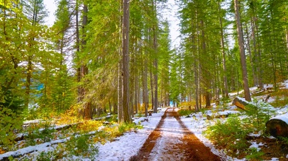 雪后的阳光树林