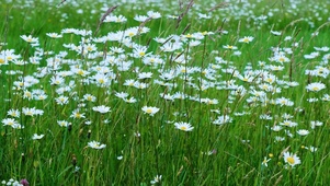 随风摇摆小雏菊