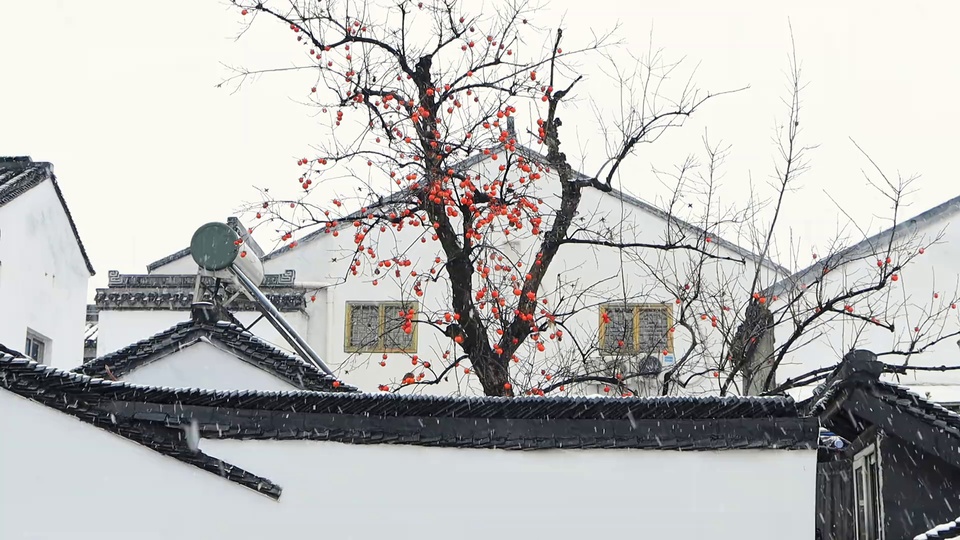 飘雪冬日里，橙红柿子挂满光秃树枝，背景是白墙黑瓦的中式民居。