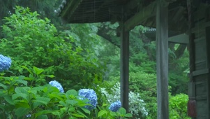 雨天屋外护眼花朵