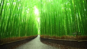 治愈古风雨林