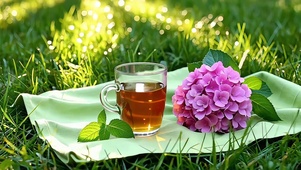 草坪绣球清茶
