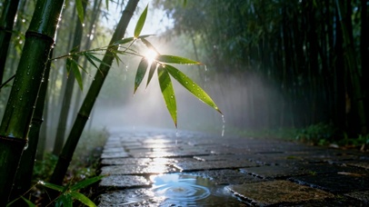 竹林雨后晨光