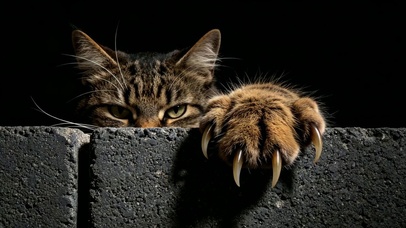 ⚠️狸花猫警告⚠️
