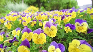美丽的小花