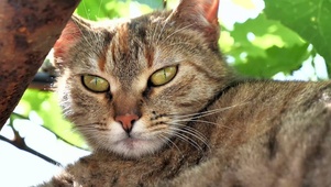 午睡的猫