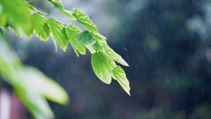 唯美雨中绿叶