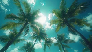 摇曳的椰子树