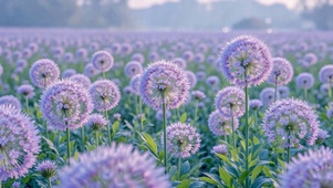 紫韵花田，治愈系花海