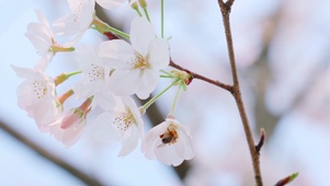 樱花盛开