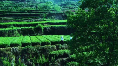 茶山漫步