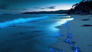 荧光海