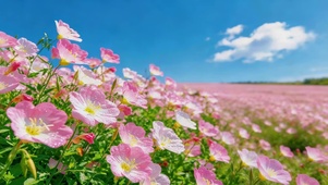 蓝天下粉色小花