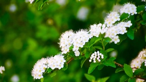 绿树鲜花