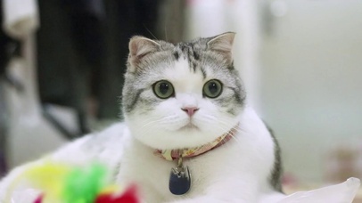 香香软软的小泡芙