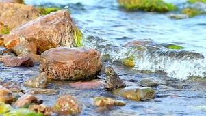 浪里个浪