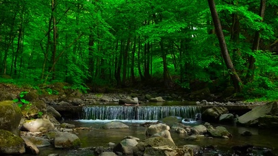 4K春天森林里的河流