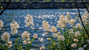 河畔白花唯美风景